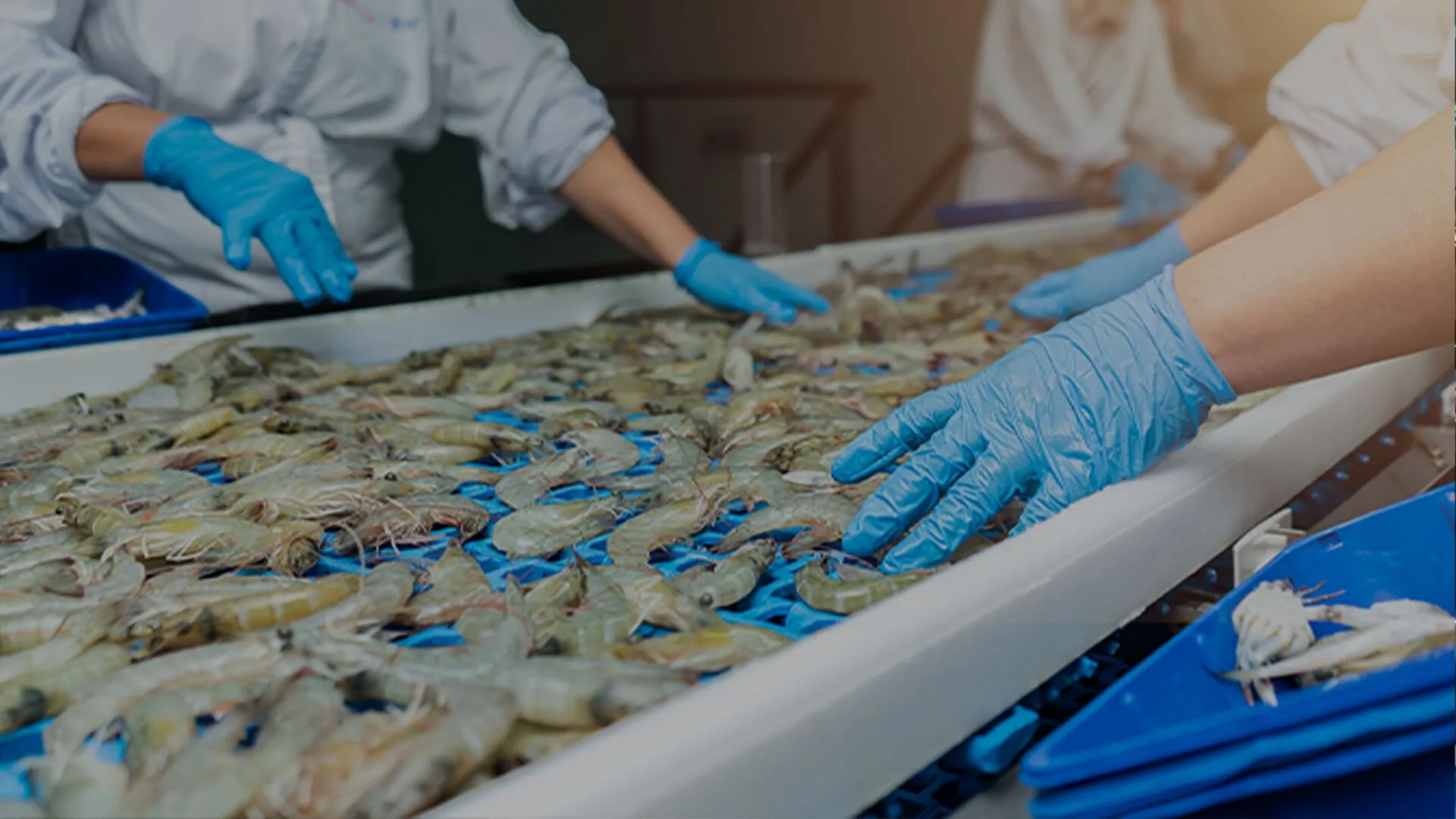 Premium seafood operations with tuna and shrimp processing